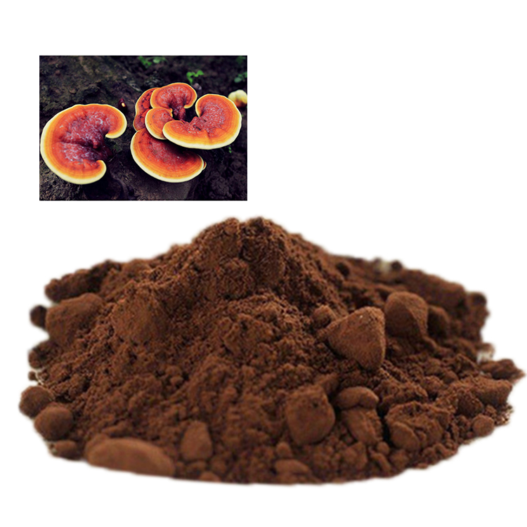 The Power of Organic Ganoderma Lucidum: Complete Guide